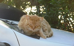 carpark cat