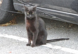 carpark cat